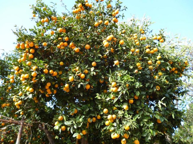 p1010076_orange_tree.jpg
